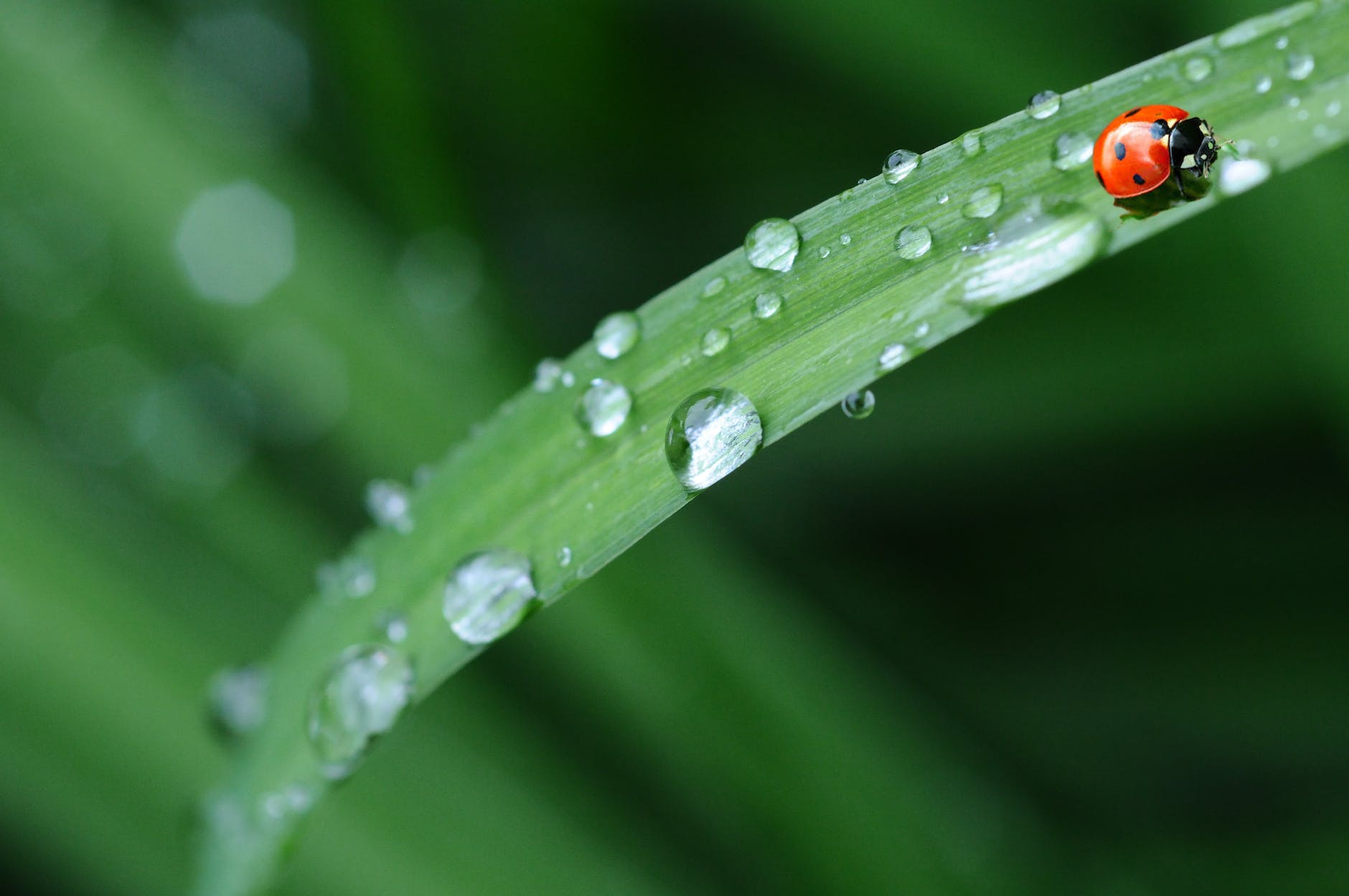 animal leaf morning spring