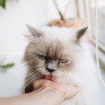 Understanding Feline Affection: Why Cats Lick Human Ears